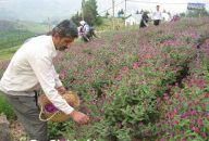 برداشت گل گاو زبان از 10 هکتار زمینهای کشاورزی بخش دیلمان آغاز شد+خواص و گزارش تصویری