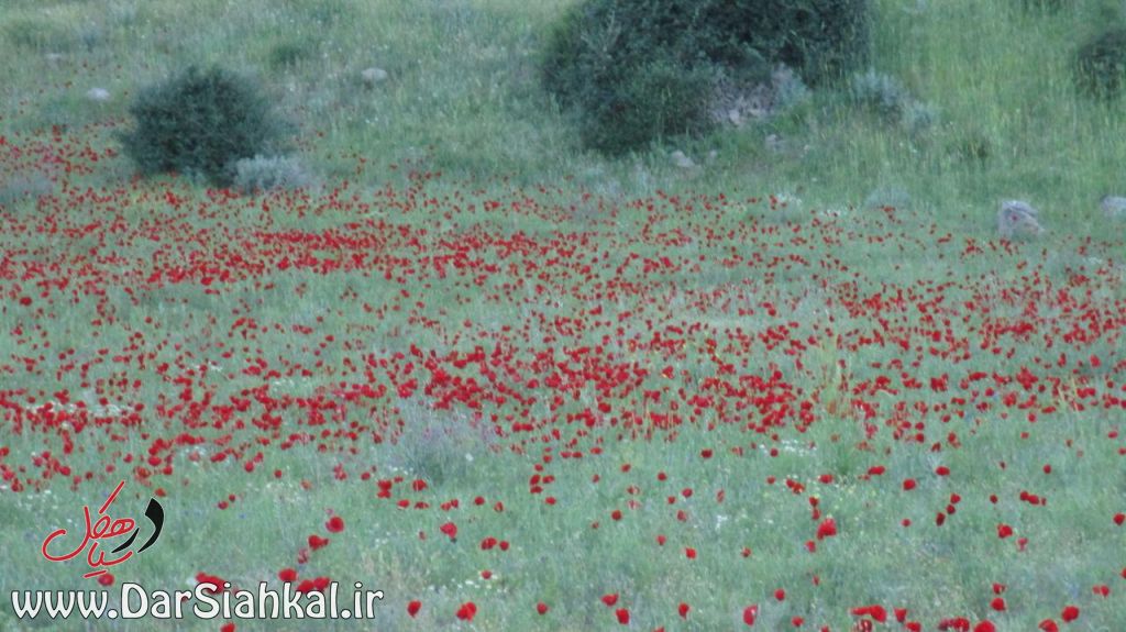 طبیعت دیلمان (۱۱)