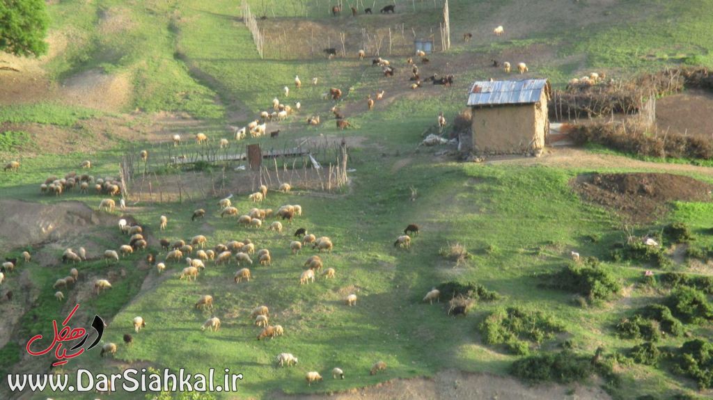 طبیعت دیلمان (۳)