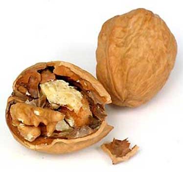 برداشت فندق و گردو آغاز شد