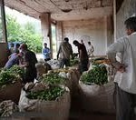 معاونت برنامه ریزی ونظارت راهبردی رئیس جمهور جلوی پرداخت مطالبات چای را گرفت!/جوابیه محرر