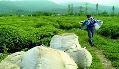 نامه دستور رئیس جمهور برای پرداخت ۲۰ میلیارد تومان به چایکاران+سند