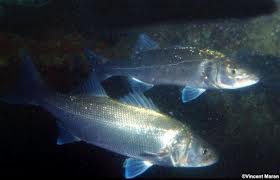 گوشت ناگهان ۶۰ درصد گران شد!