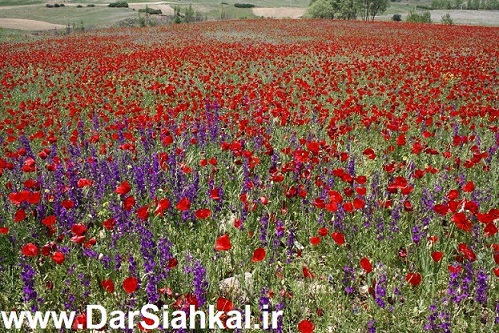 dasht_shaghayegh (1)