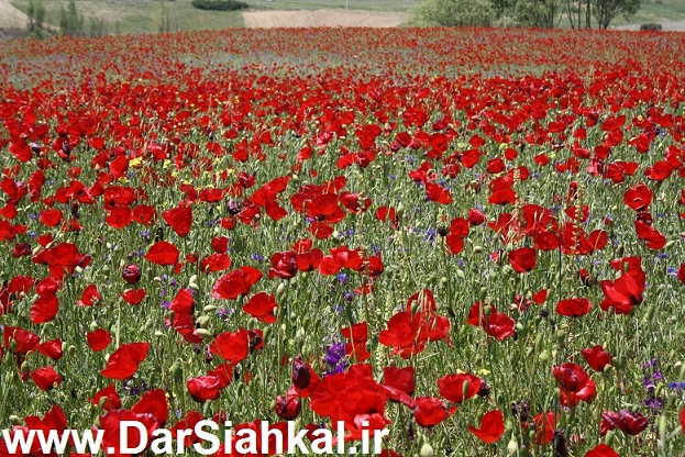 dasht_shaghayegh (2)