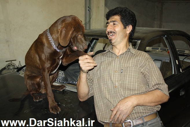 sag_سگ (4)