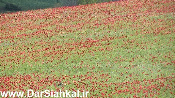 tabiat_siahkal_deylaman_ziba (1)