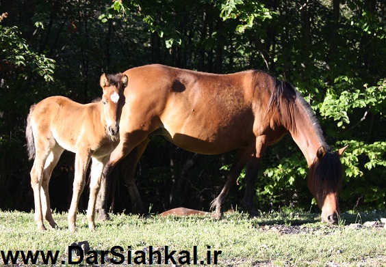 tabiat_siahkal_deylaman_ziba (10)