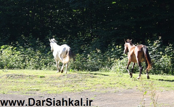 tabiat_siahkal_deylaman_ziba (11)