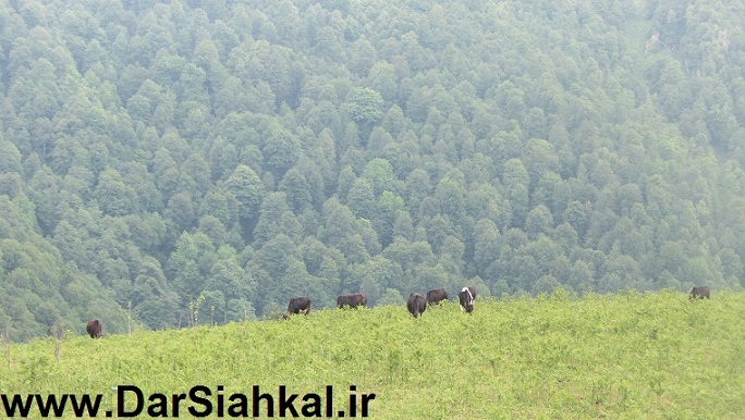 tabiat_siahkal_deylaman_ziba (12)