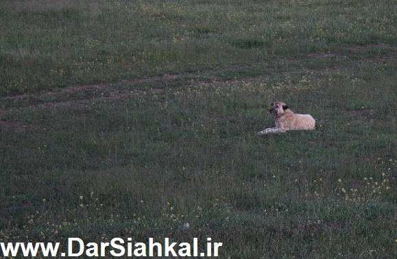 tabiat_siahkal_deylaman_ziba (14)