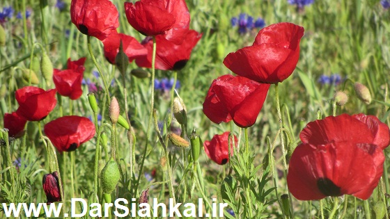 tabiat_siahkal_deylaman_ziba (2)