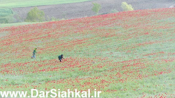 tabiat_siahkal_deylaman_ziba (3)