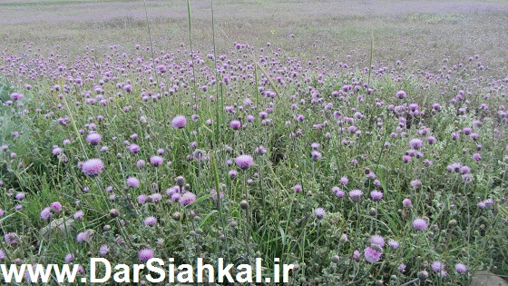 tabiat_siahkal_deylaman_ziba (4)