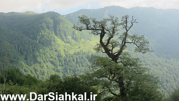 tabiat_siahkal_deylaman_ziba (6)