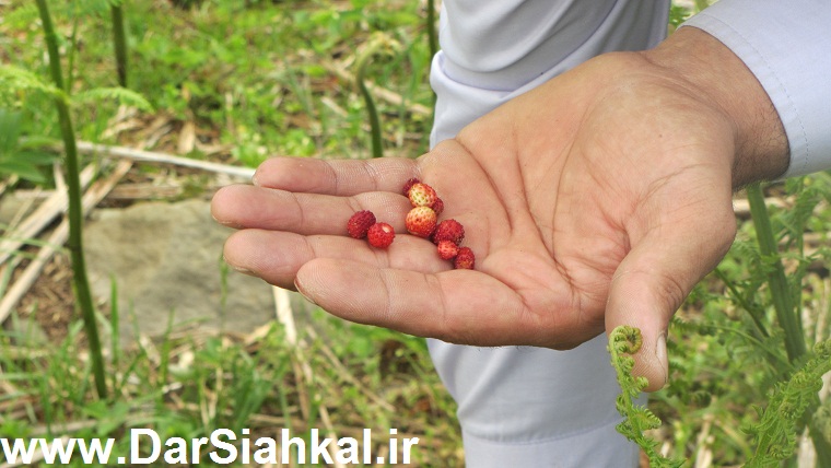 tabiat_siahkal_deylaman_ziba (9)