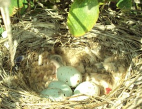 تصاویری از بهار در پیرکوه