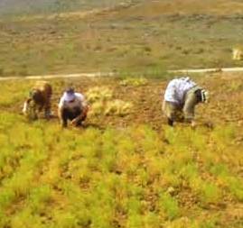 عدسکارهای دیلمانی برداشت محصول خود را آغاز کردند