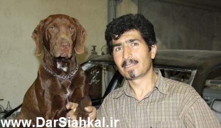 فیلم و تصاویر سگ تعمیرکاری که در یکی از مغازه های صافکاری سیاهکل مشغول به کار است