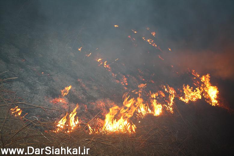آتش سوزی در جنگلهای چوشل متوقف شد