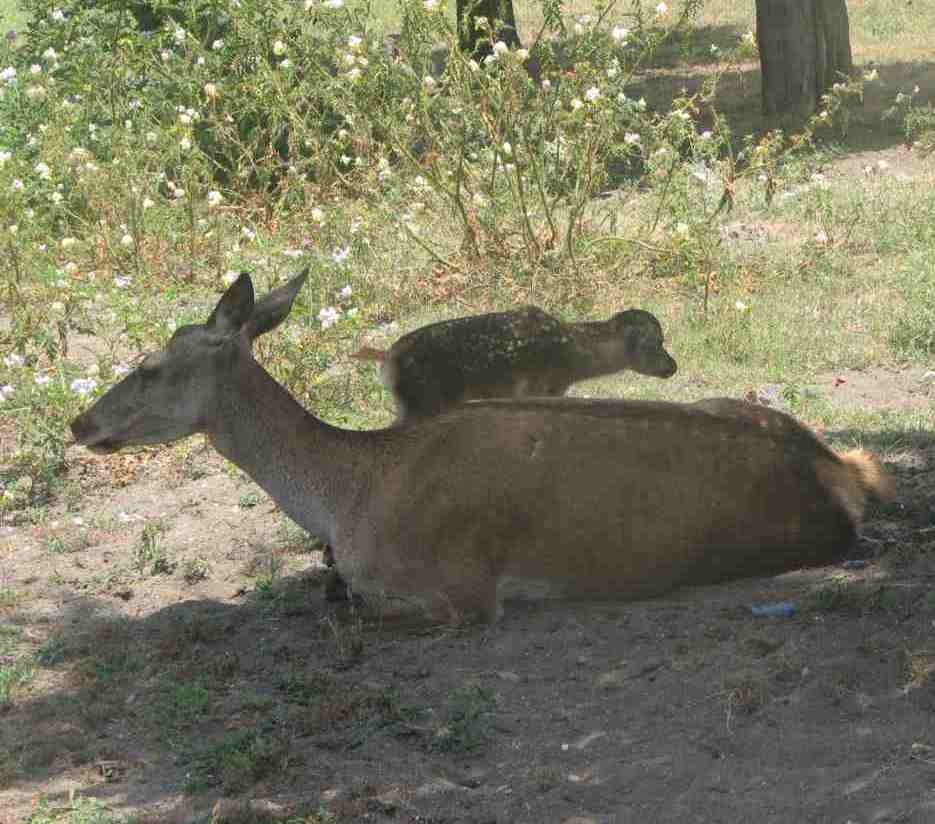 تولد مرال زیبا در اکوپارک آستارا+عکس