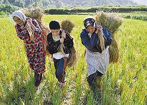 کشاورزان سیاهکلی در صورت کشت دوم برنج ، از تسهیلات ۱۰ میلیون ریالی بهره مند خواهند شد