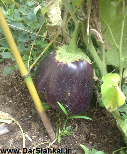 بادمجان_badamjan