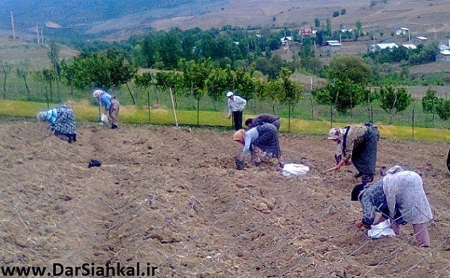 برای اولین بار در شمال کشور ۲ هزار متر از زمینهای کشاورزی دیلمان زیر کشت زعفران رفت+گزارش تصویری