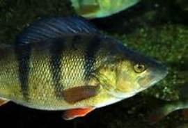 چمن مصنوعی میزبان ماهی های سوف مرکز بازسازی ذخایر ماهیان دریایی شادروان دکتر یوسف پور سیاهکل شد