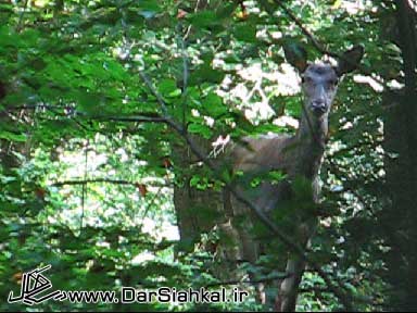 ???? ???? ????? ???? 7 003