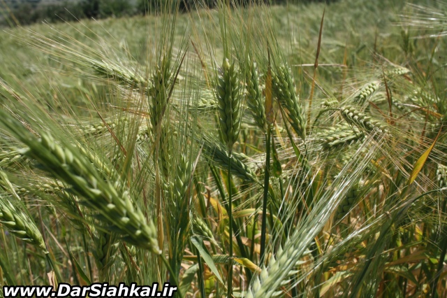 tabiat_bahar_deylaman (9)