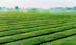 کاهش ۱۴ درصدی تولید چای در کشور