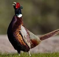 شکارچی قرقاول در سیاهکل دستگیر شد