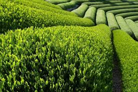 فواید و مضرات چای سبز