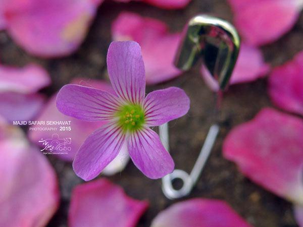 photo_2015-07-25_13-18-55
