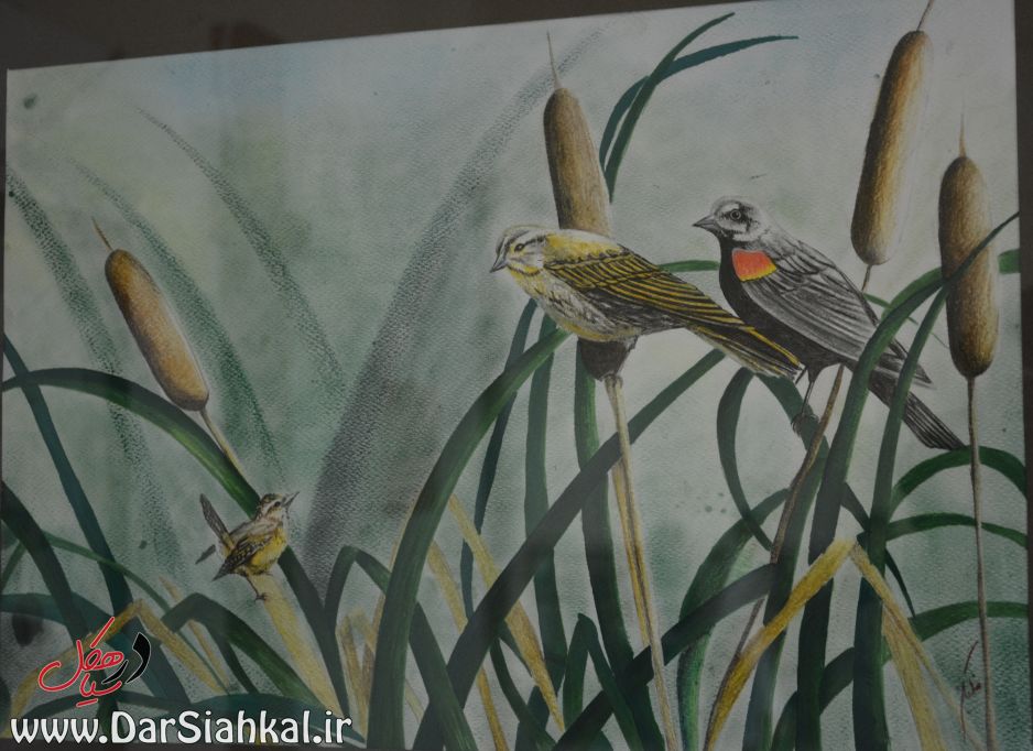 namayeshgah_naghashi_dar_siahkal (5)