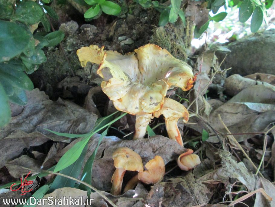 gharch_jangali_mish (2)