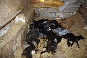 سیاهکل یکی از کانون‌ های اصلی بیماری طاعون دام نشخوارکنندگان کوچک