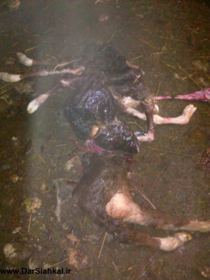 photo222584129360865227
