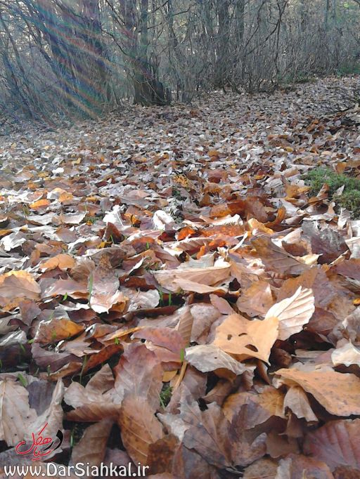 asberahan_dar_siahkal (12)