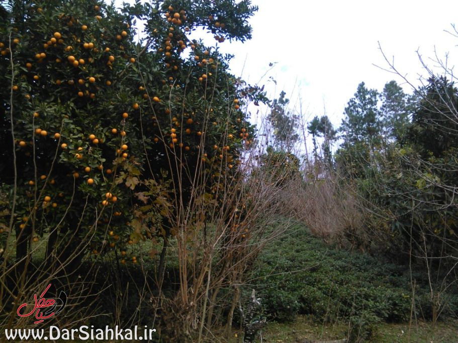 asberahan_dar_siahkal (16)