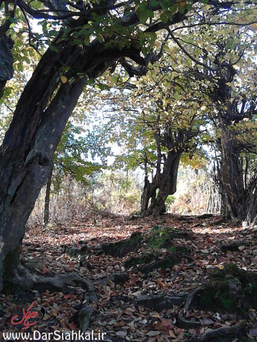 asberahan_dar_siahkal (3)