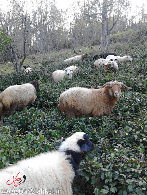 asberahan_dar_siahkal (6)