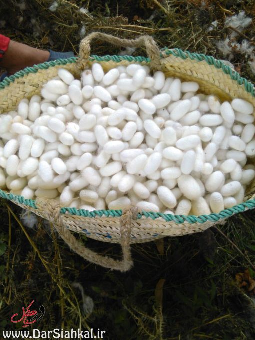 asberahan_dar_siahkal (9)