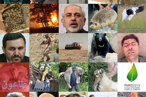 مروری بر مهم ترین رخدادهای محیط زیست ایران در سال ۱۳۹۴/ رؤیت پلنگ سیاهکل خاطره ای از سال ۹۴