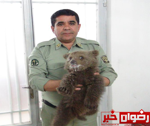 یک قلاده توله خرس تحویل محیط زیست رضوانشهر شد+تصاویر