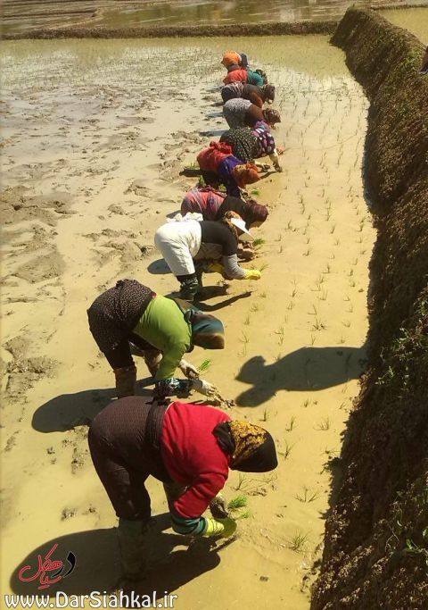 nesha_berenj_dar_siahkal (1)