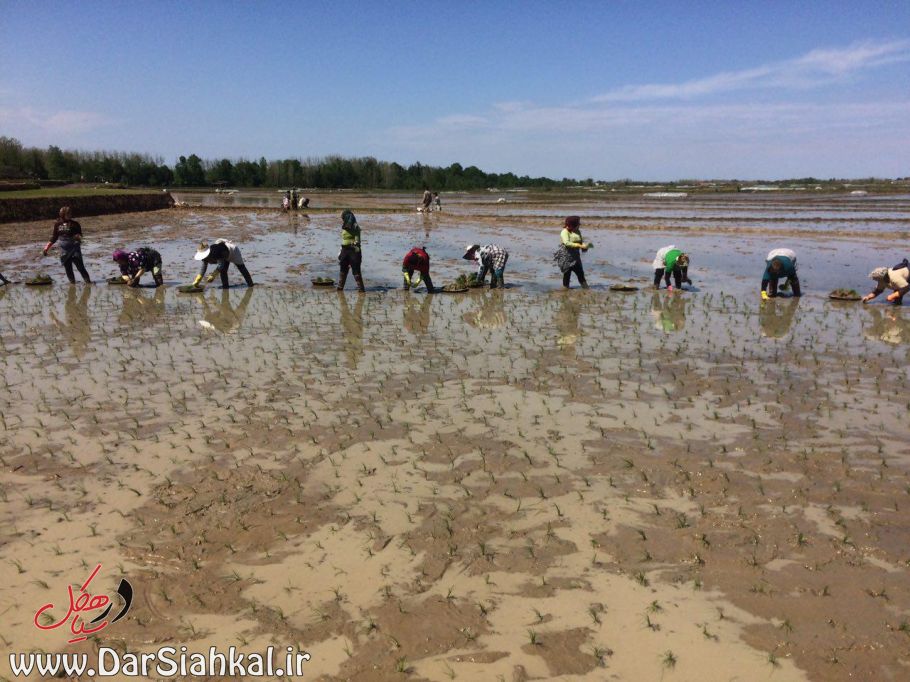 nesha_berenj_dar_siahkal (10)