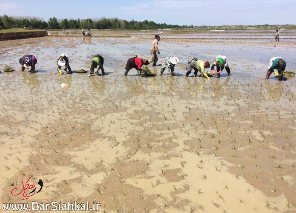 nesha_berenj_dar_siahkal (2)