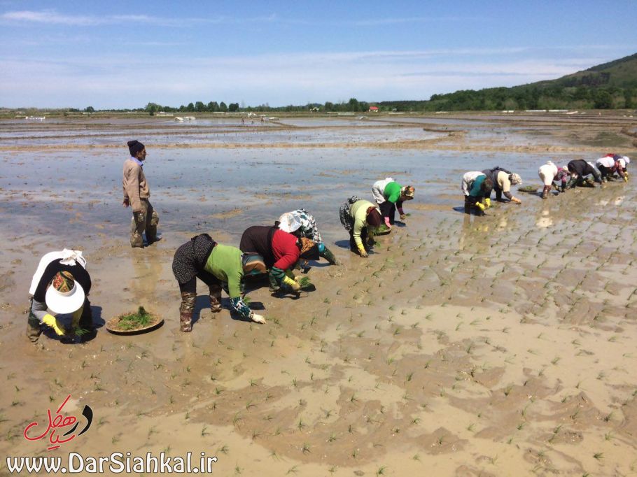 nesha_berenj_dar_siahkal (3)